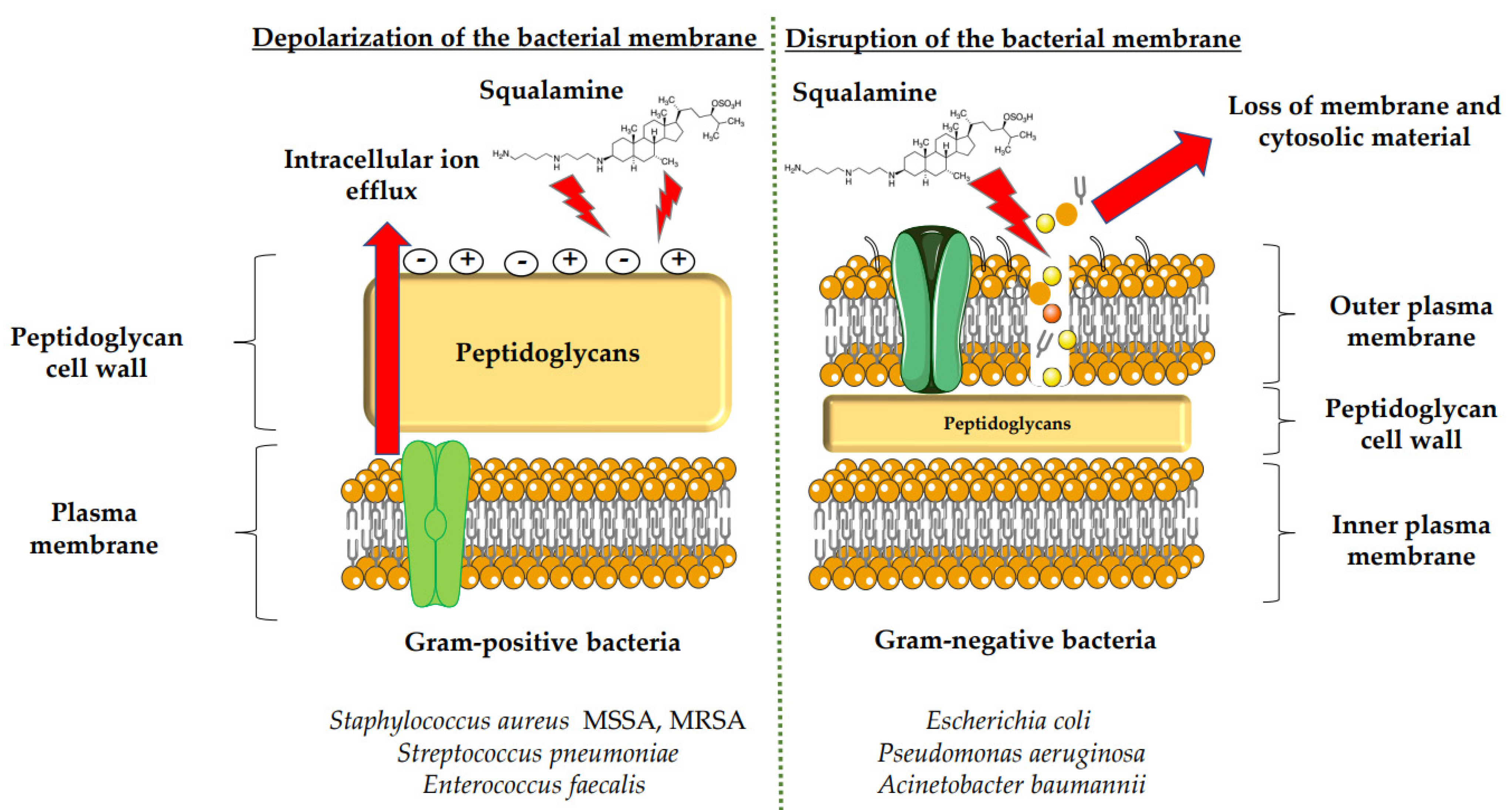 /media/item_content/202207/62da1ebdbbe10microorganisms-10-01205-g001.png
