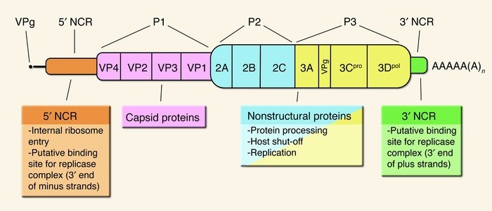 Genome of Polio Virus