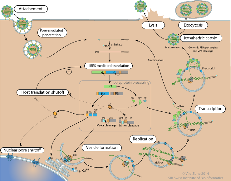 Replication of Polio Virus