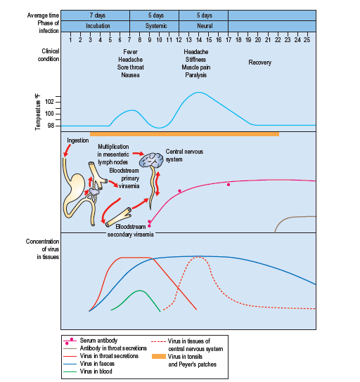 Pathogenesis of Polio Virus