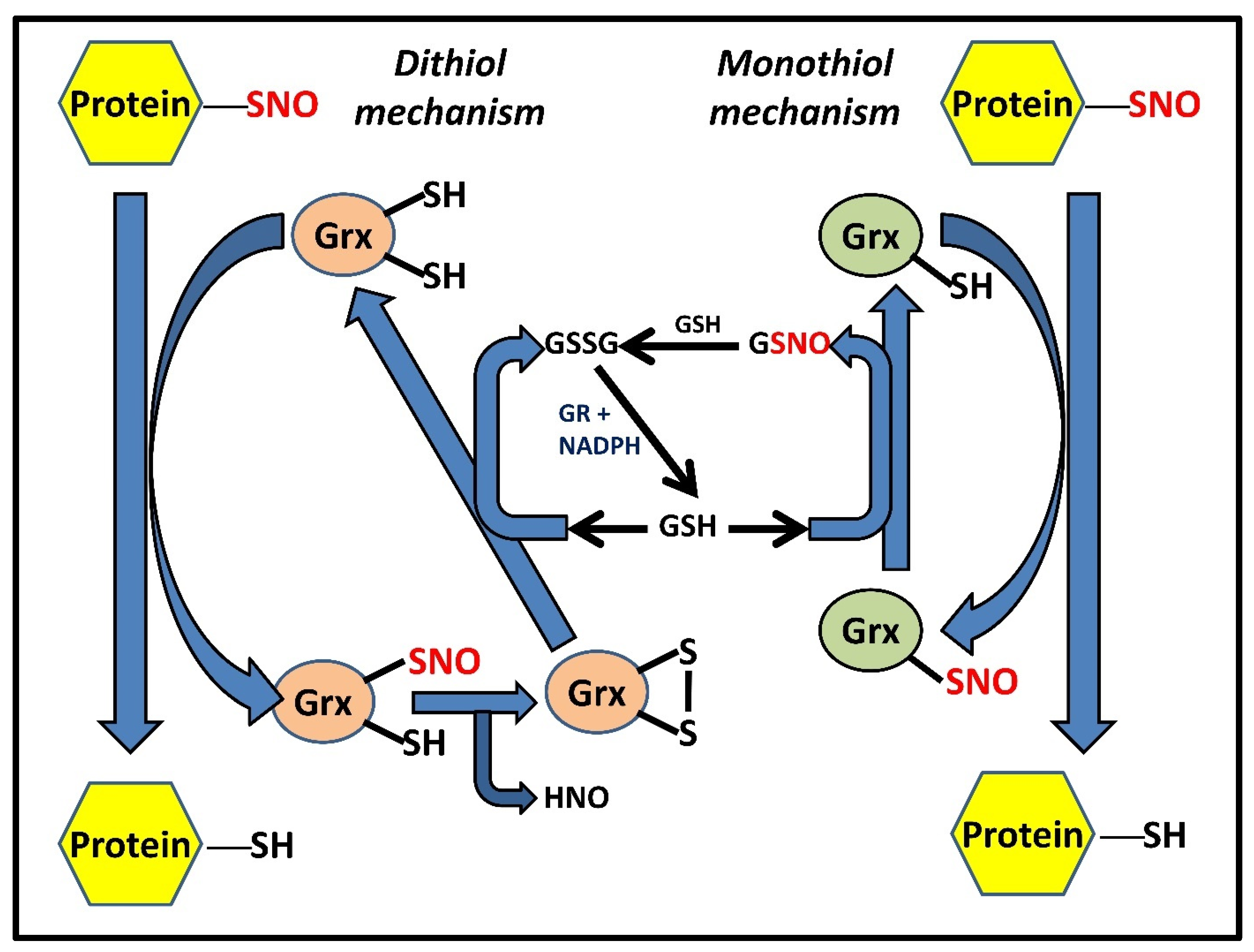 /media/item_content/202211/63840fc5ebb56antioxidants-11-01921-g003.png