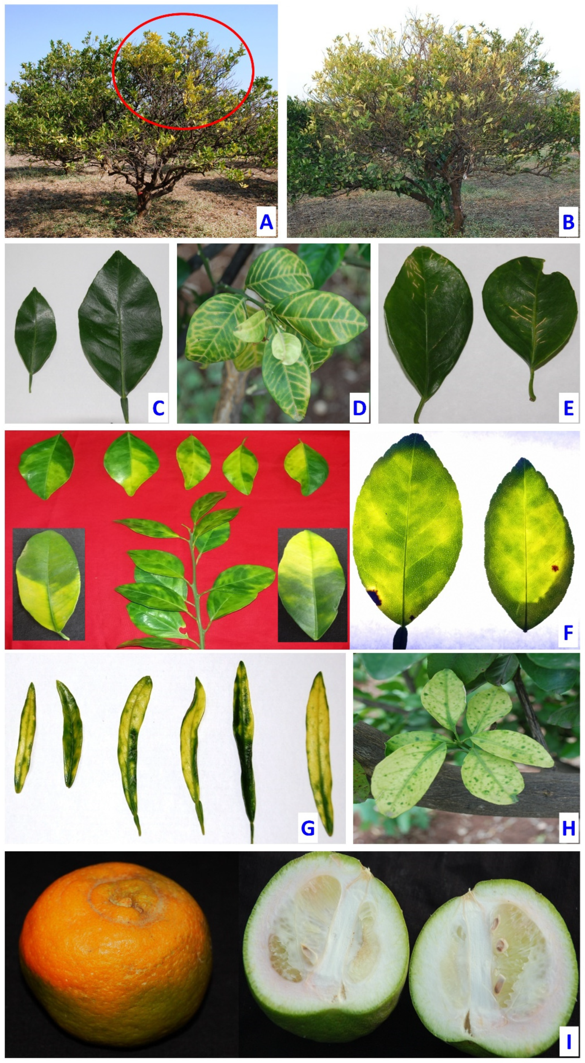 Plants 12 00160 g002