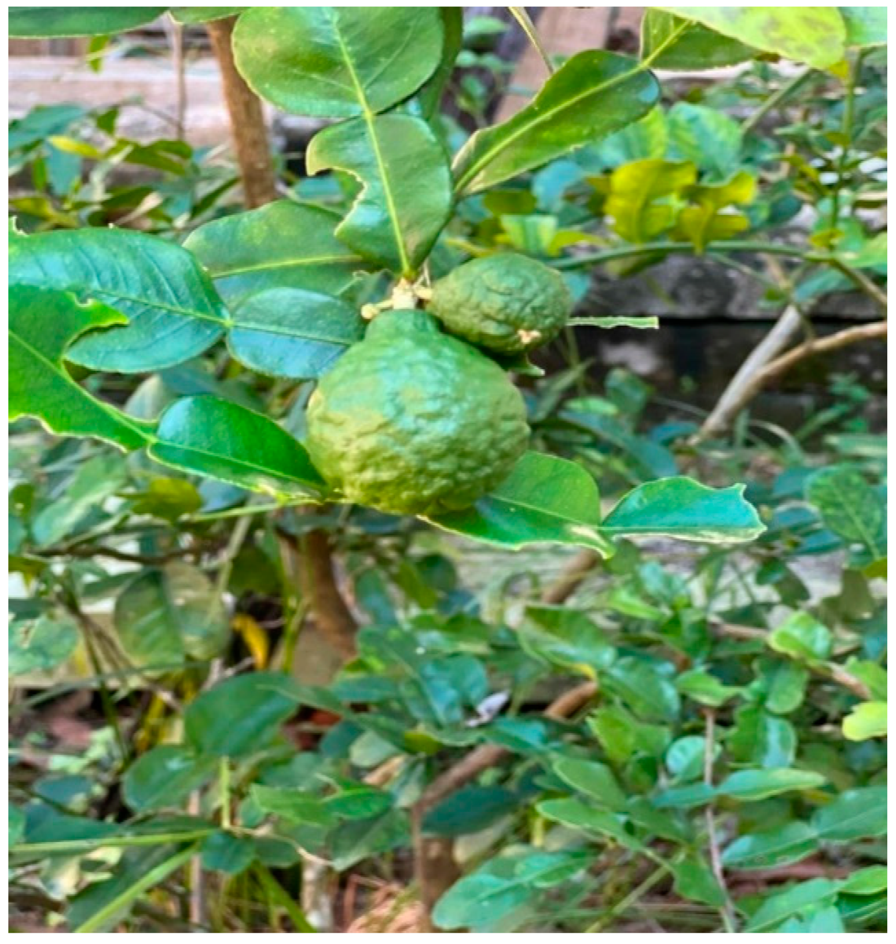 Pharmaceuticals 15 00167 g001