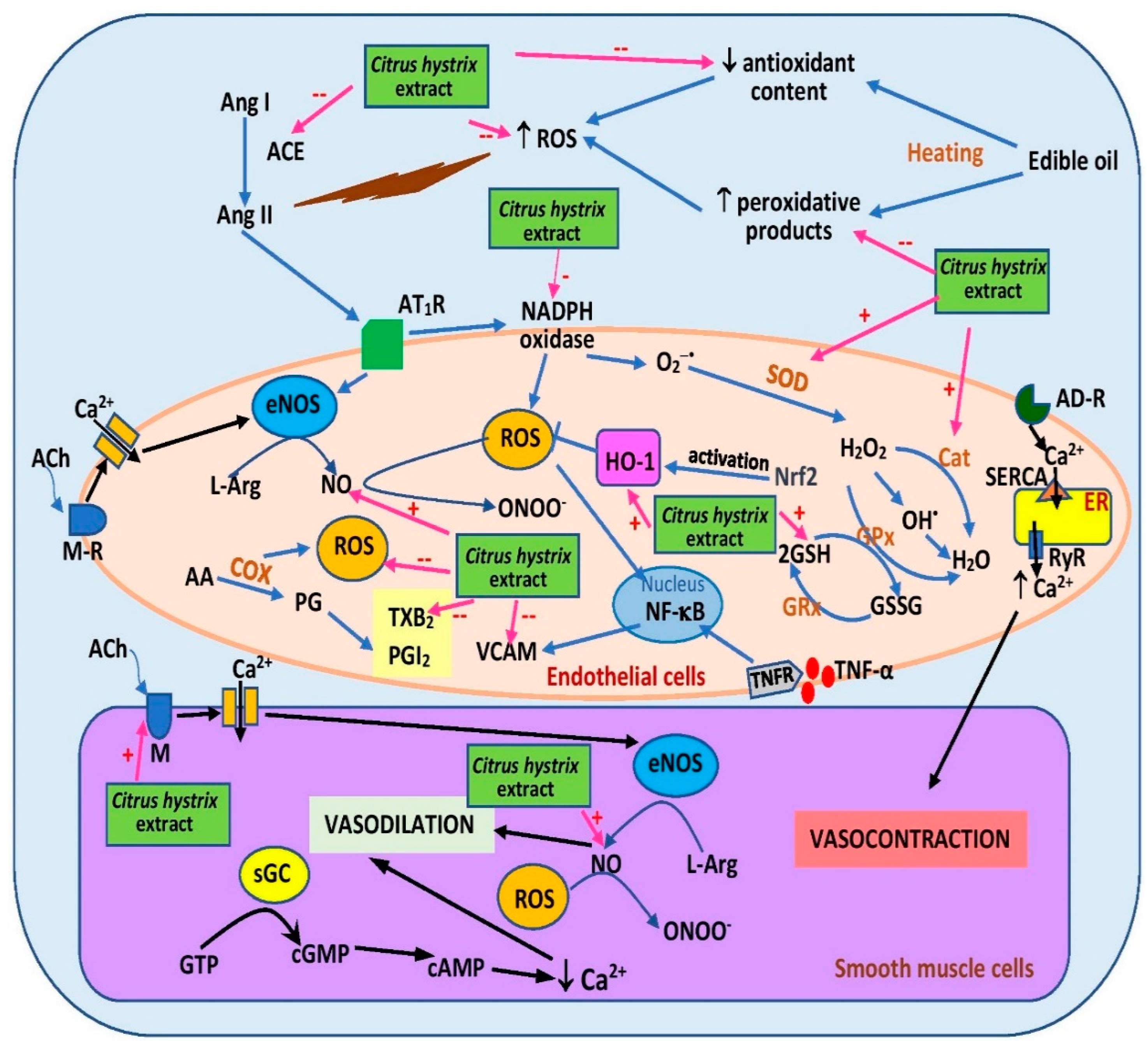 Pharmaceuticals 15 00167 g005