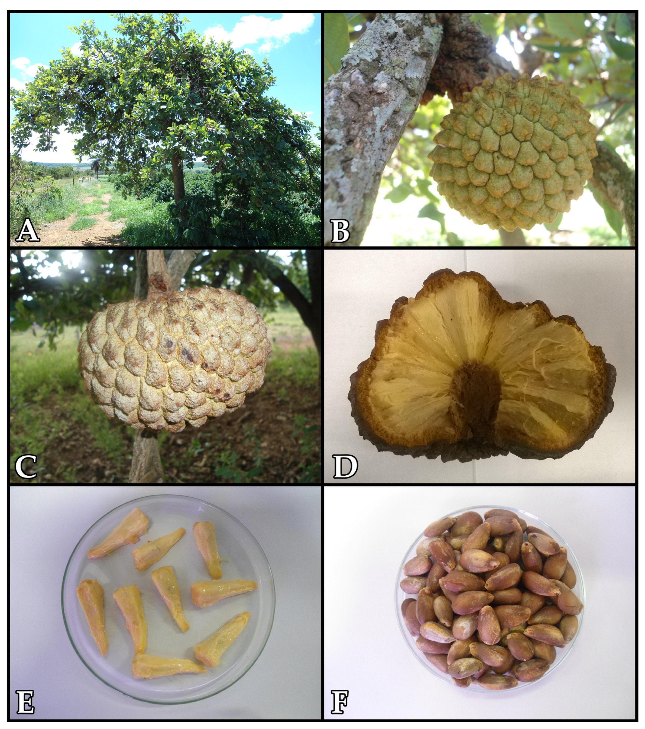 Plants 12 01536 g001