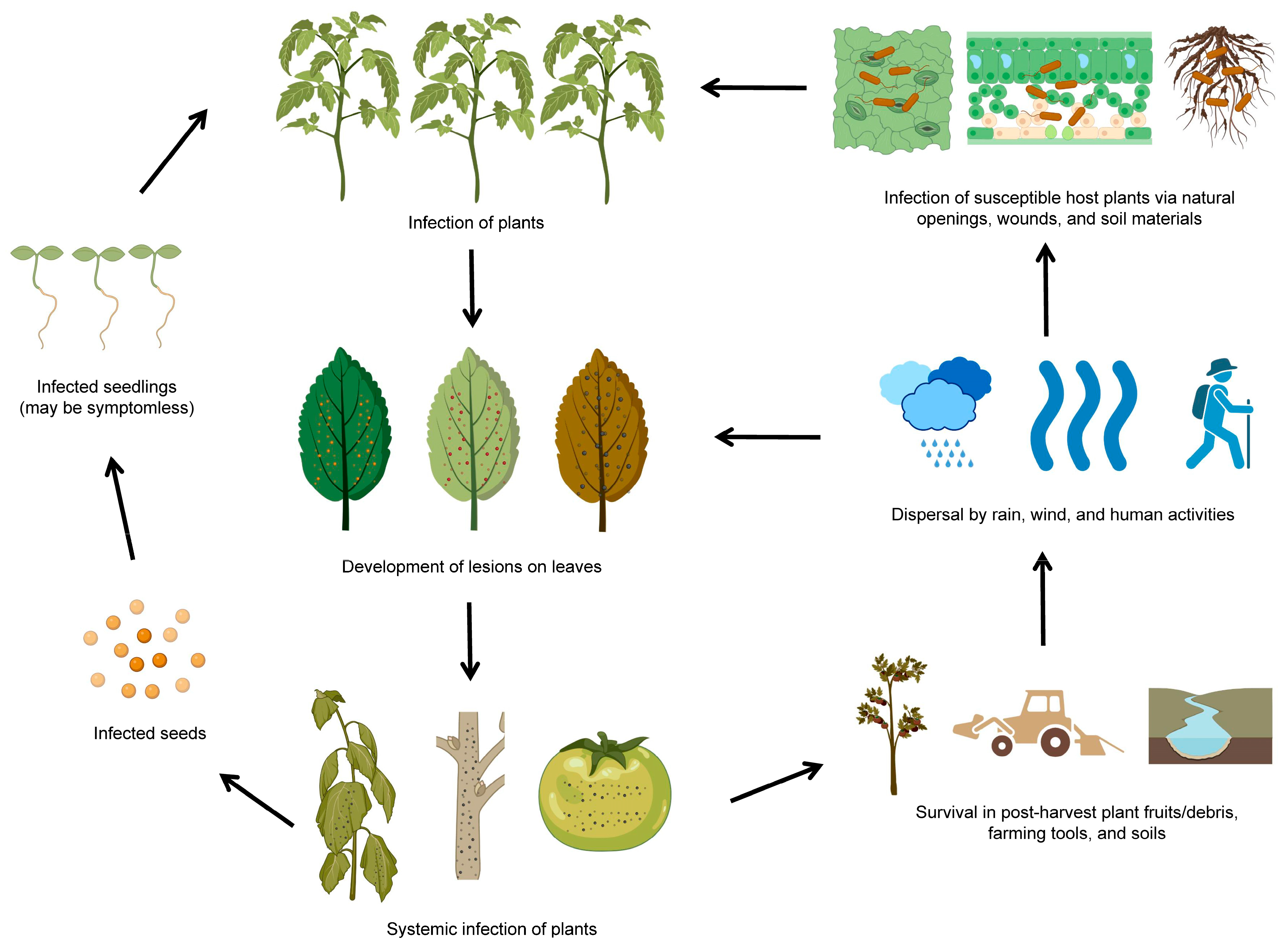 Plants 12 01765 g002