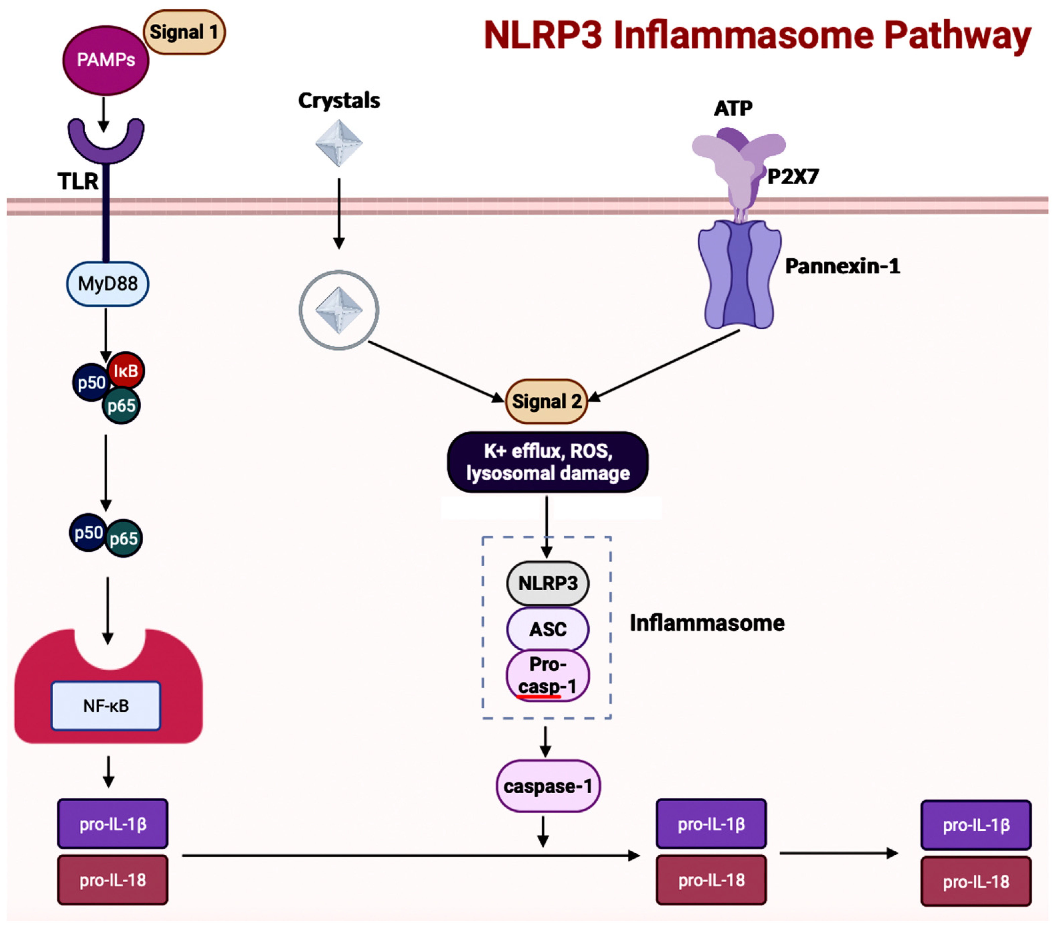 Brainsci 14 00096 g005