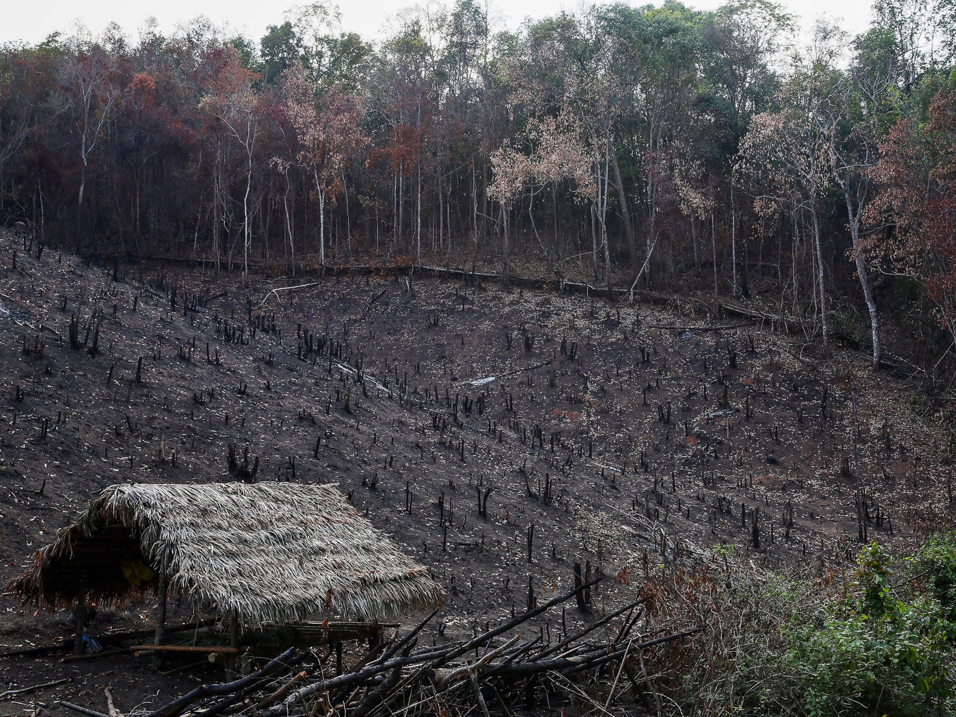These Farmers Slash and Burn Forests—But in a Good Way | National Geographic